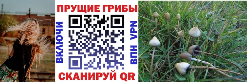 купить  цена  ссылка на мегу зеркало  Псилоцибиновые грибы GOLDEN TEACHER  Шимановск 